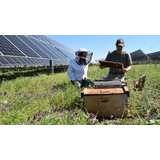 This new solar farm combines clean energy and beehives